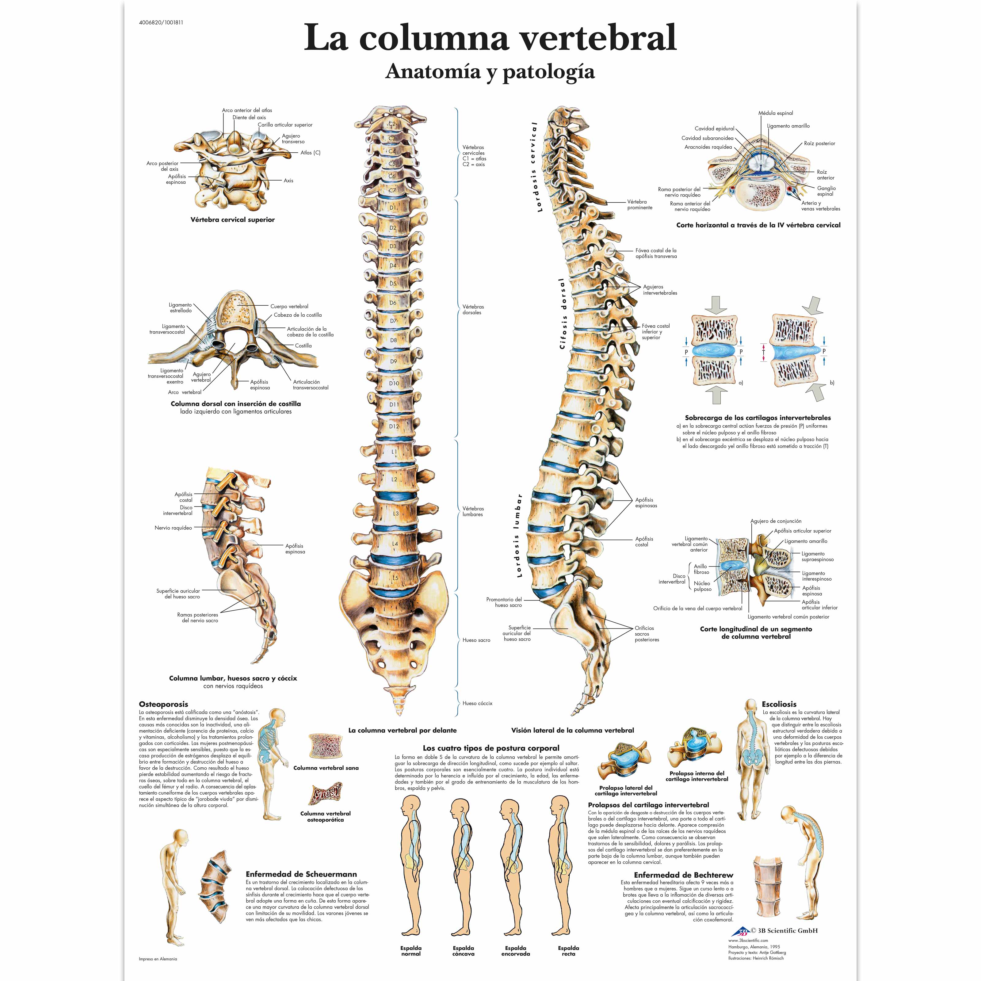 La columna vertebral