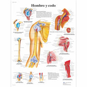 Hombro y codo