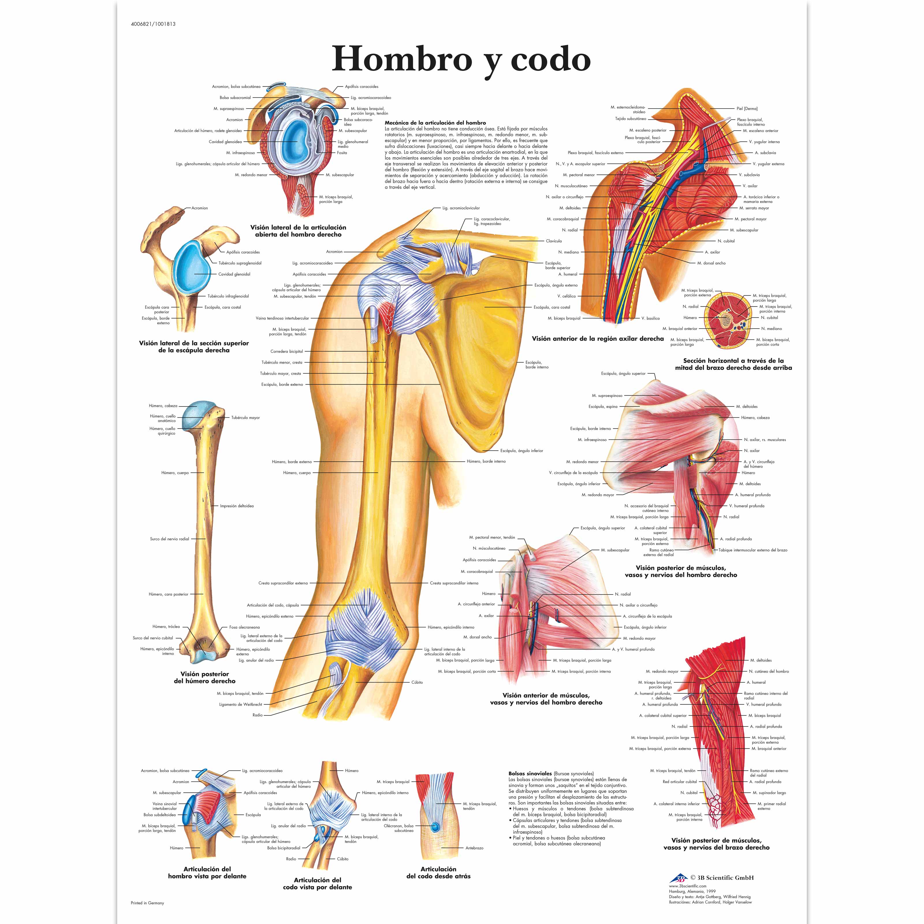Hombro y codo