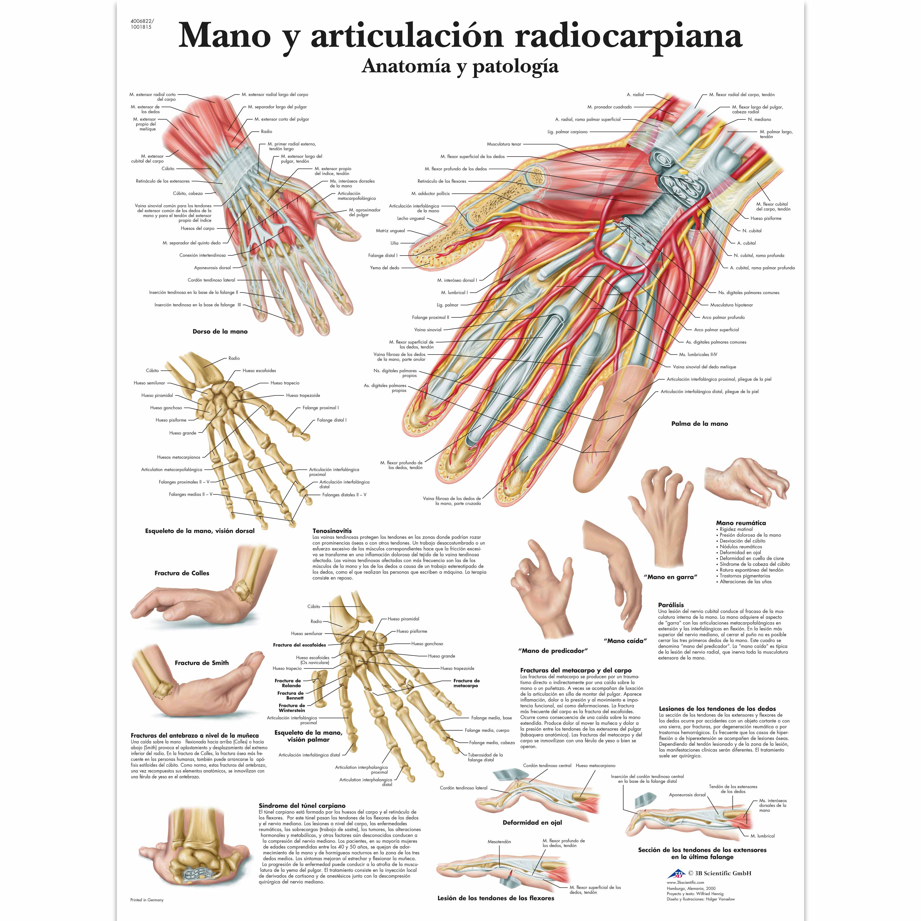Mano y articulación radiocarpiana - Anatomía y patología
