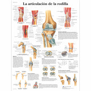La articulación de la rodilla