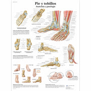 Pie y tobillos - Anatomía y patología