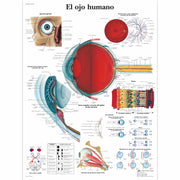 El ojo humano