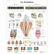 La dentadura