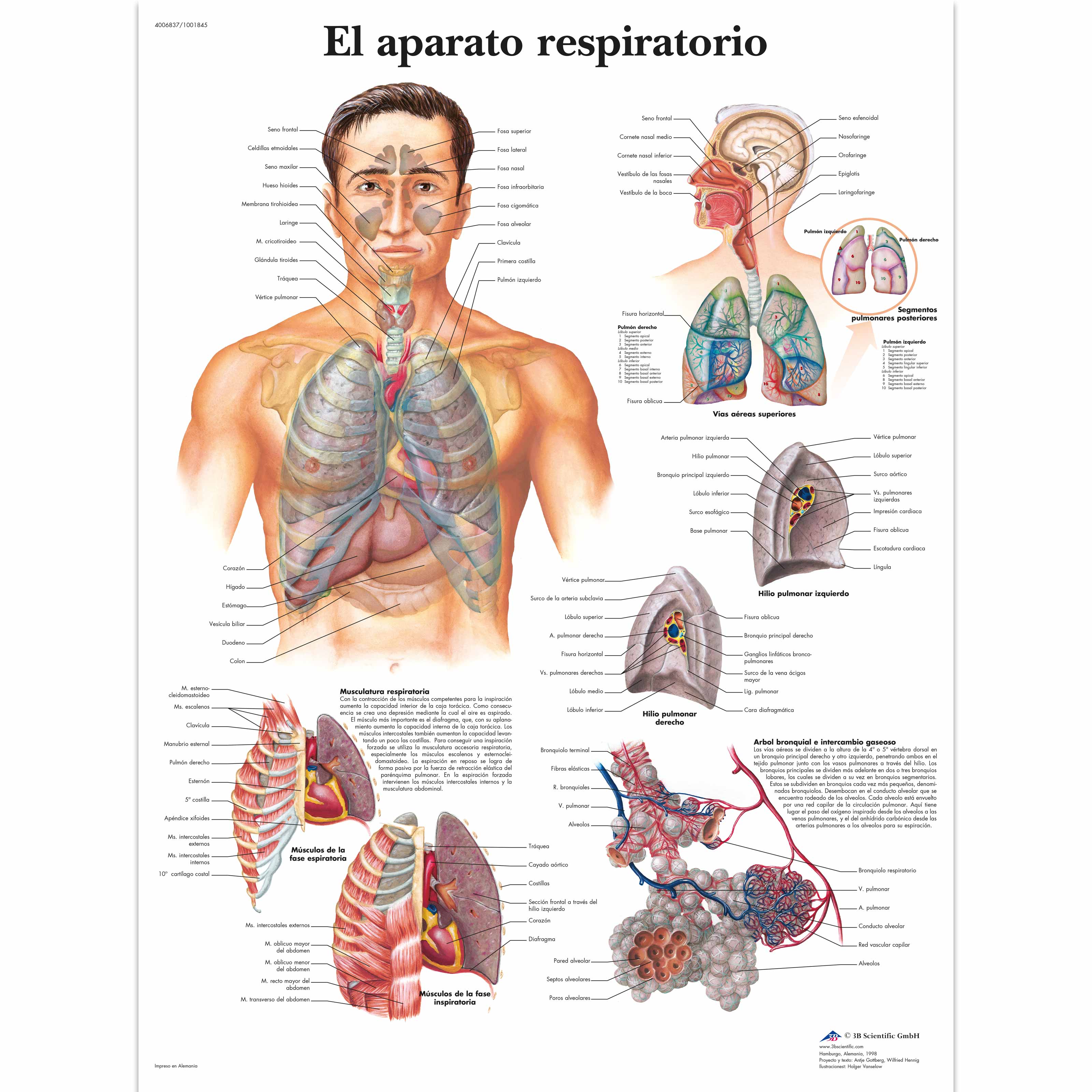El aparato respiratorio