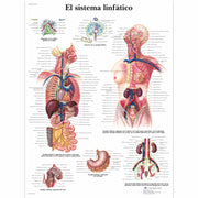 El sistema linfático