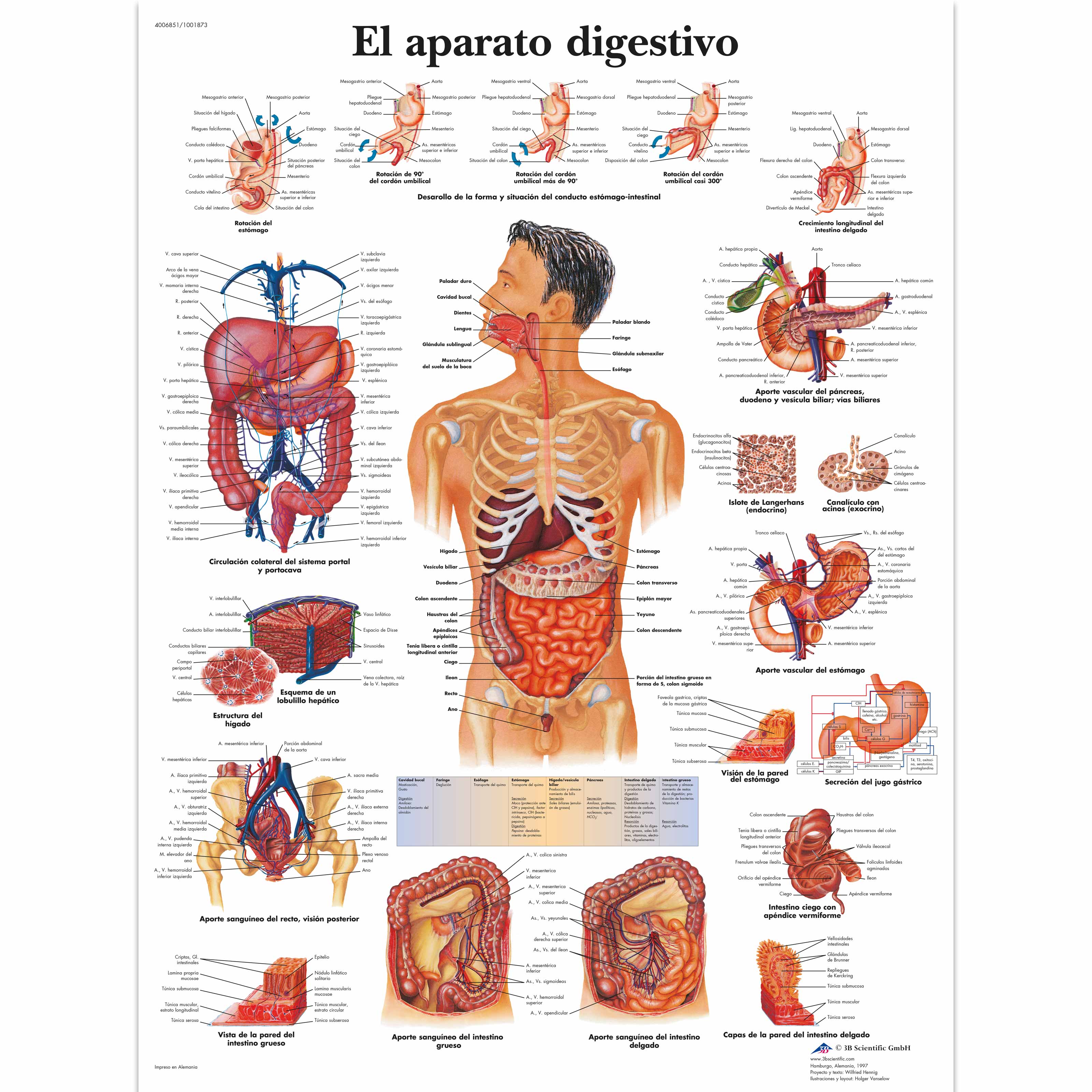 El aparato digestivo