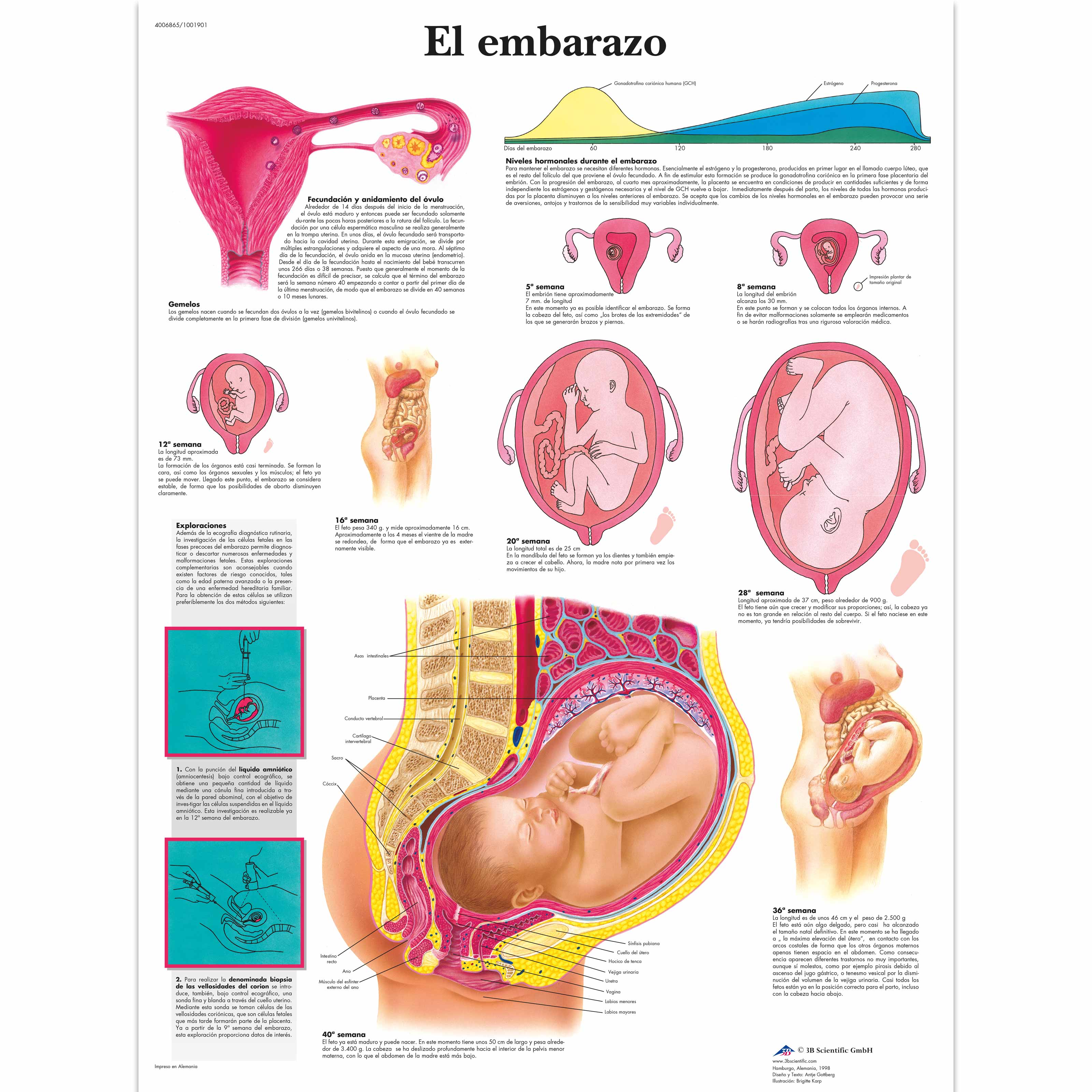 El embarazo