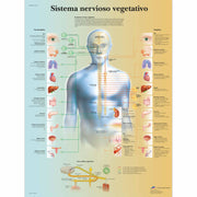 Sistema nervioso vegetativo