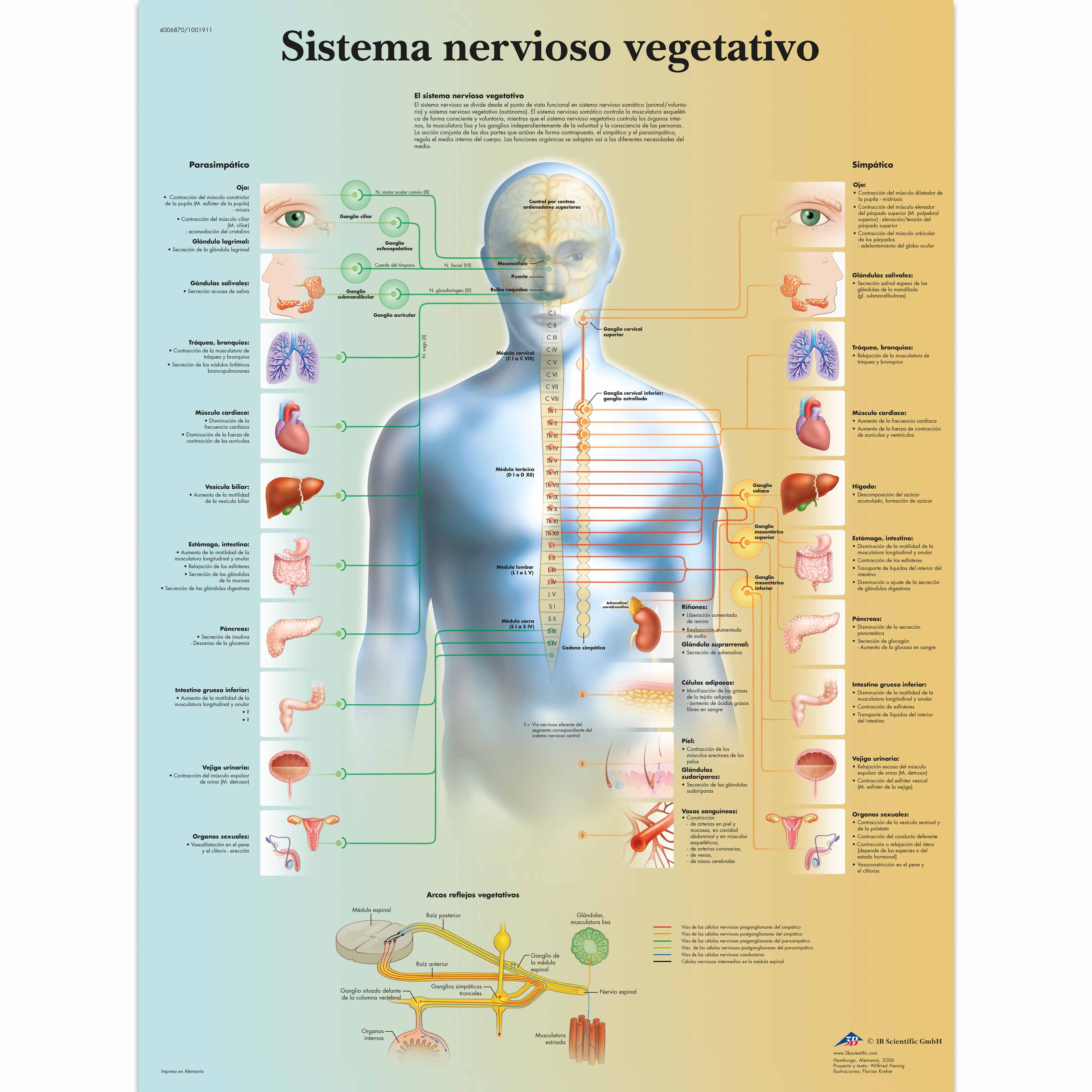 Sistema nervioso vegetativo