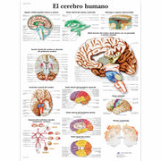 El cerebro humano
