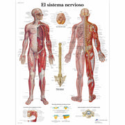El sistema nervioso