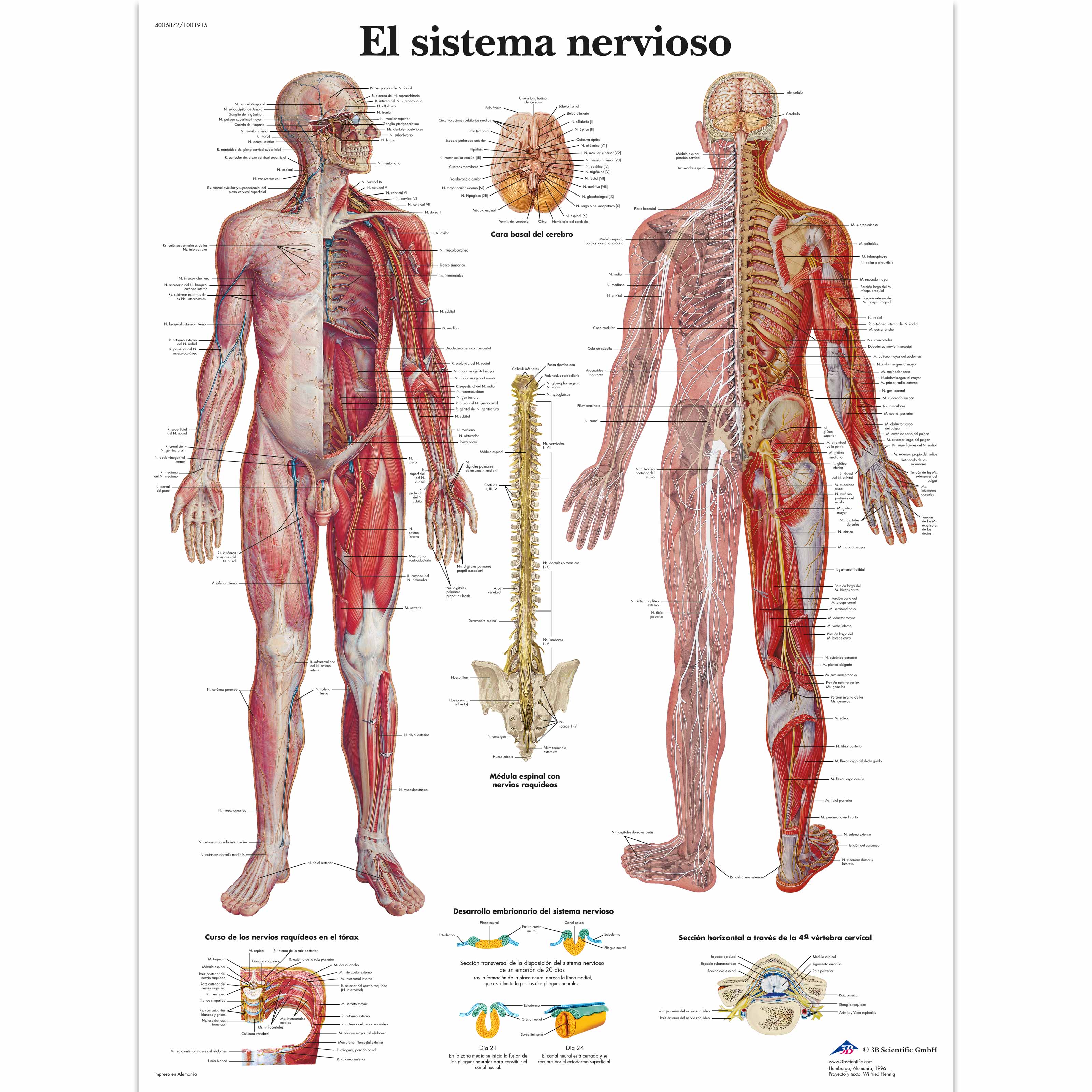 El sistema nervioso