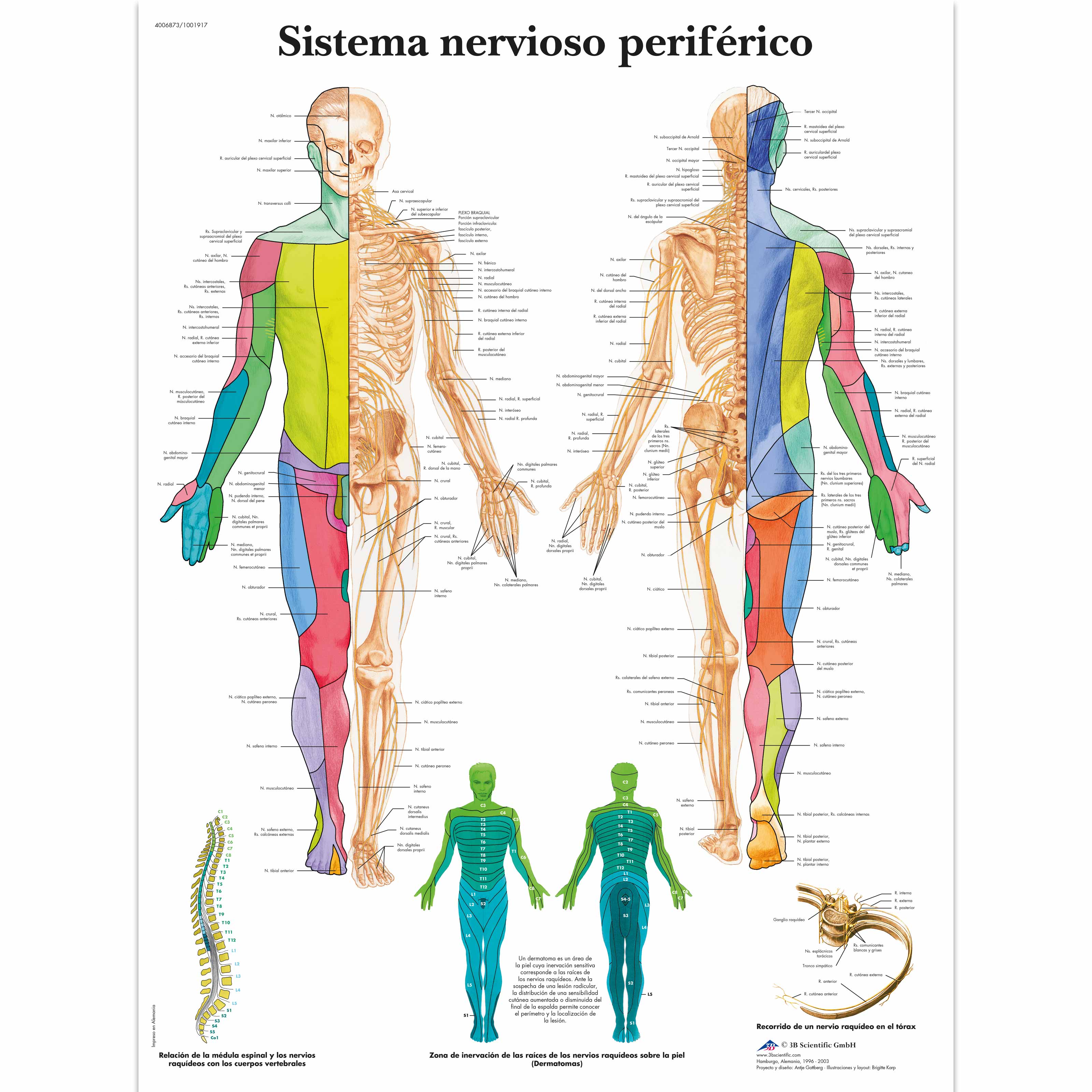 Sistema nervioso periférico