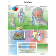 Cefaleas