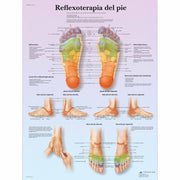 Reflexoterapia plantar