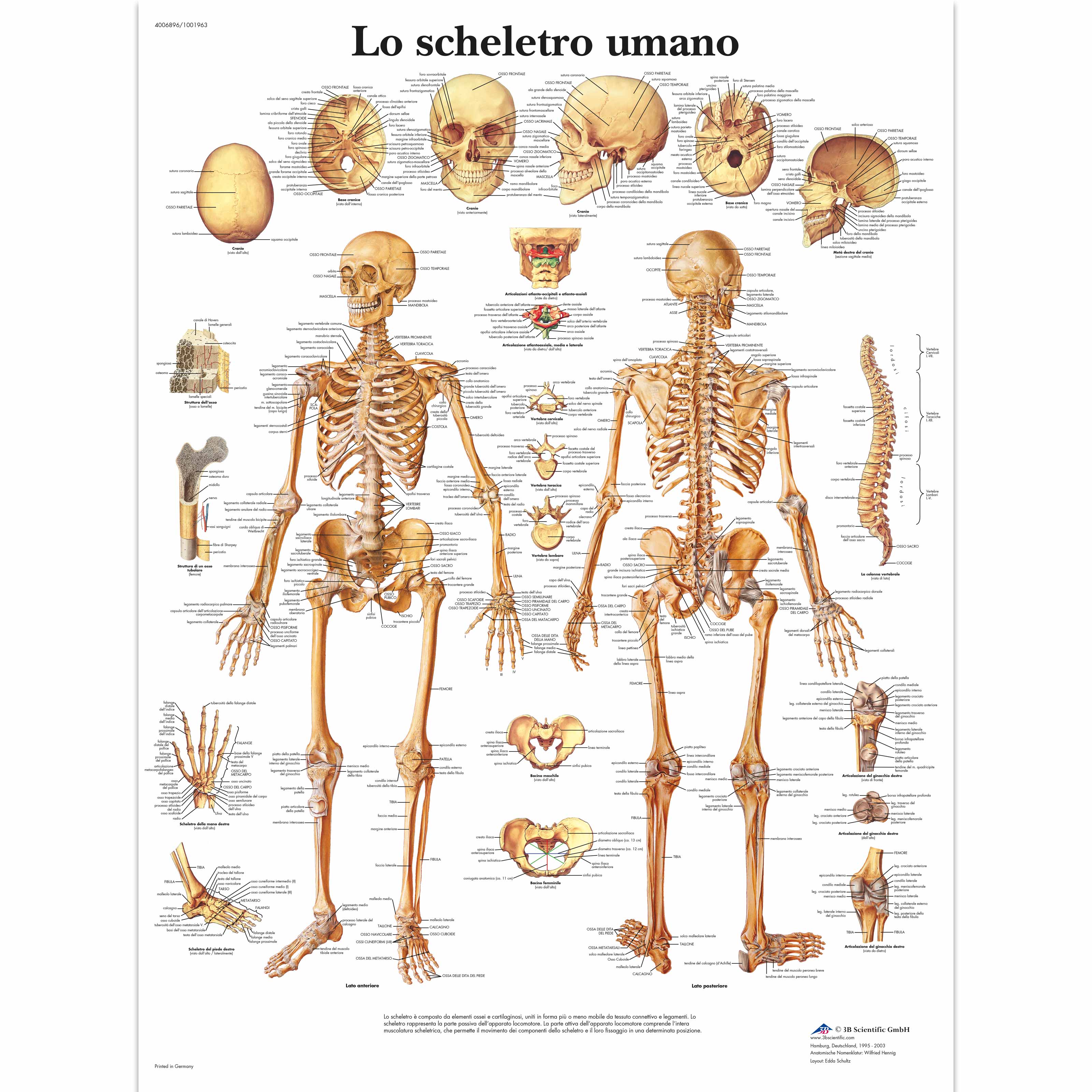 Lo scheletro umano