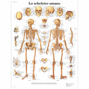 Lo scheletro umano