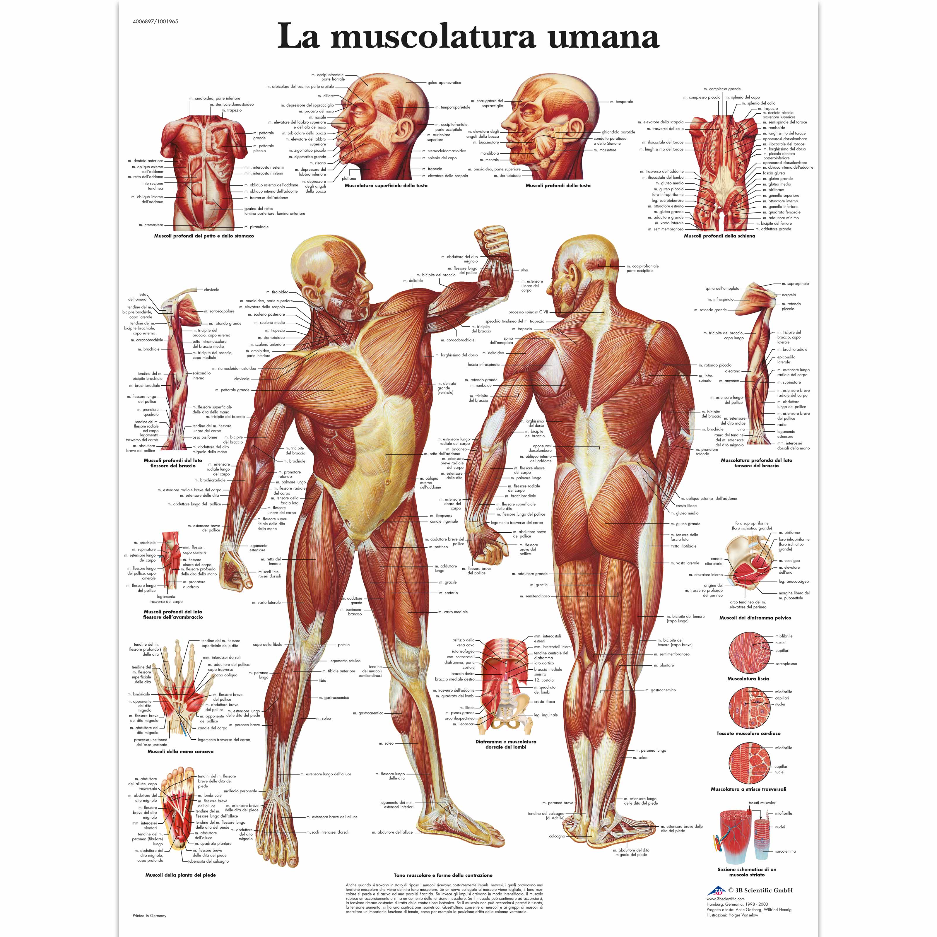 La muscolatura umana