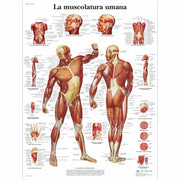 La muscolatura umana