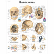 Il cranio umano