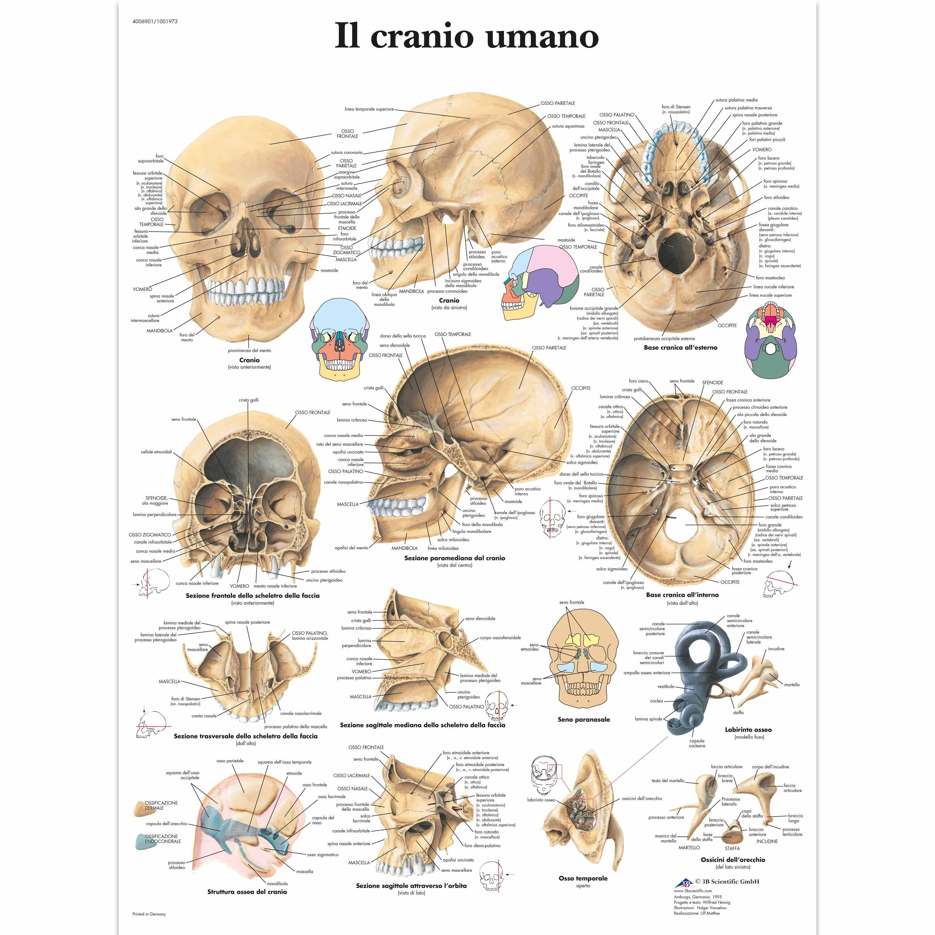 Il cranio umano