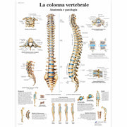 La colonna vertebrale