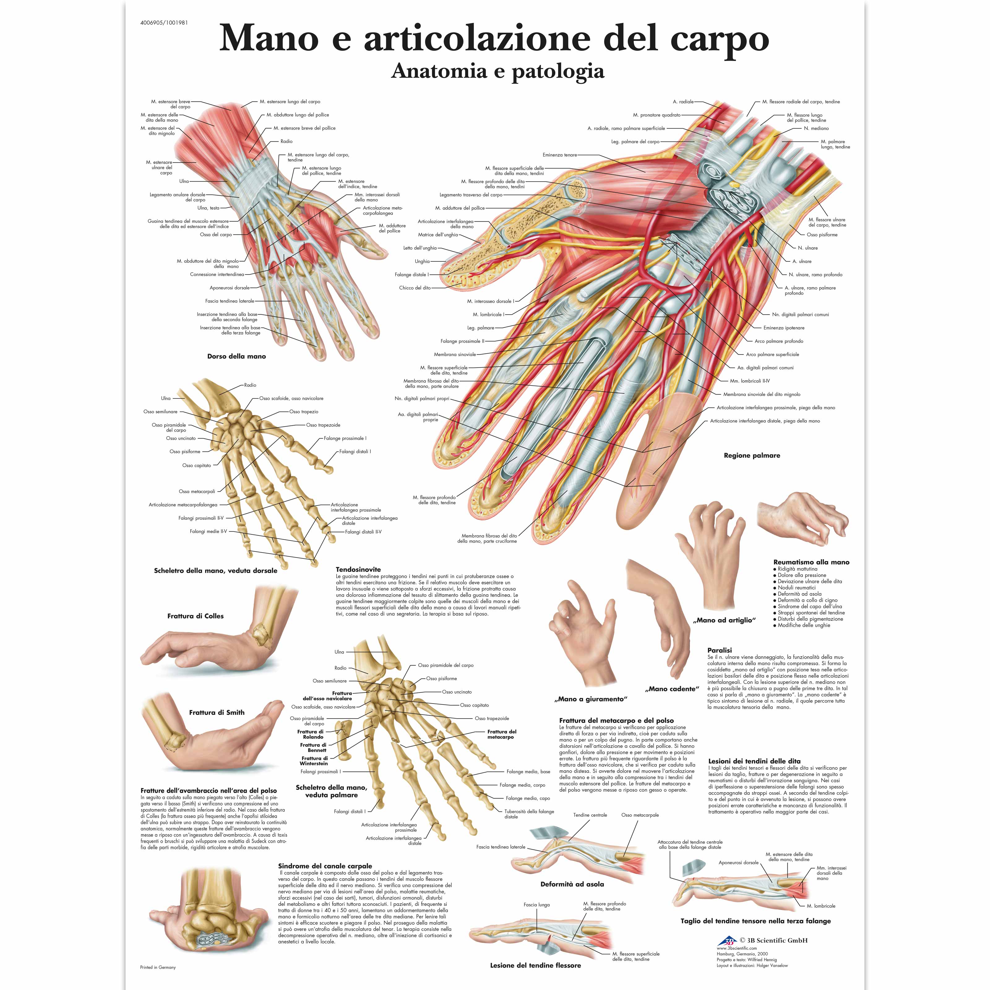 Mano e articolazione del carpo