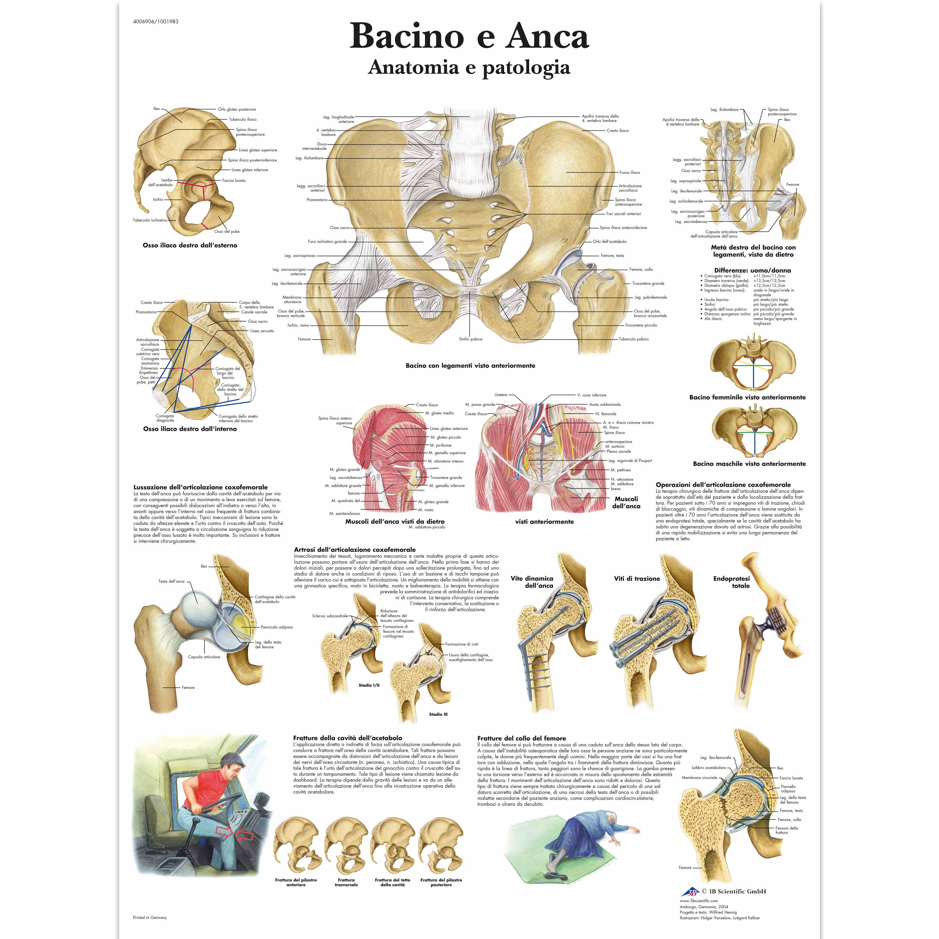 Bacino e Anca