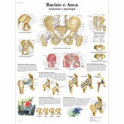 Bacino e Anca