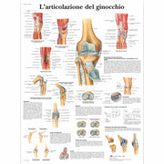 L'articolazione del ginocchio