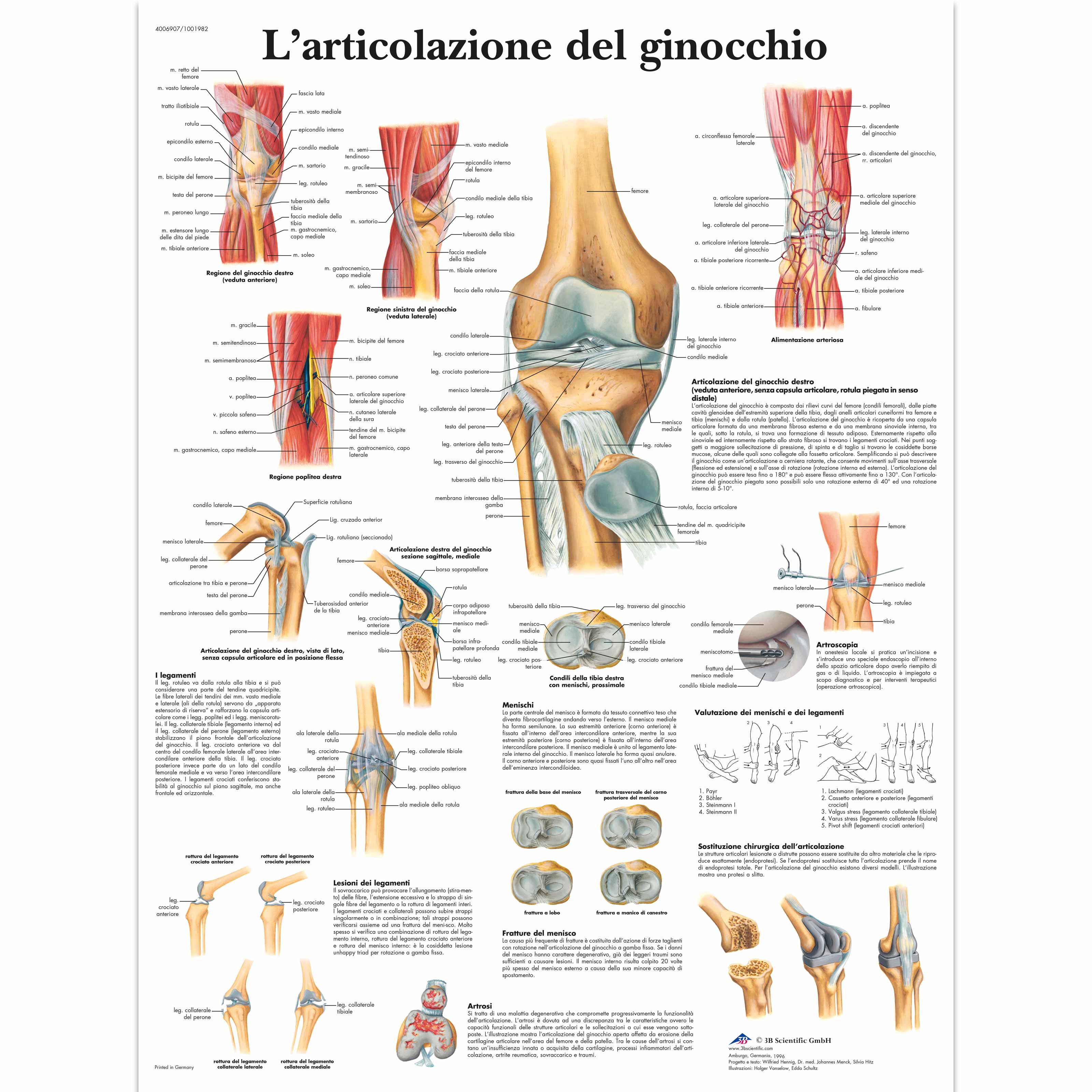 L'articolazione del ginocchio