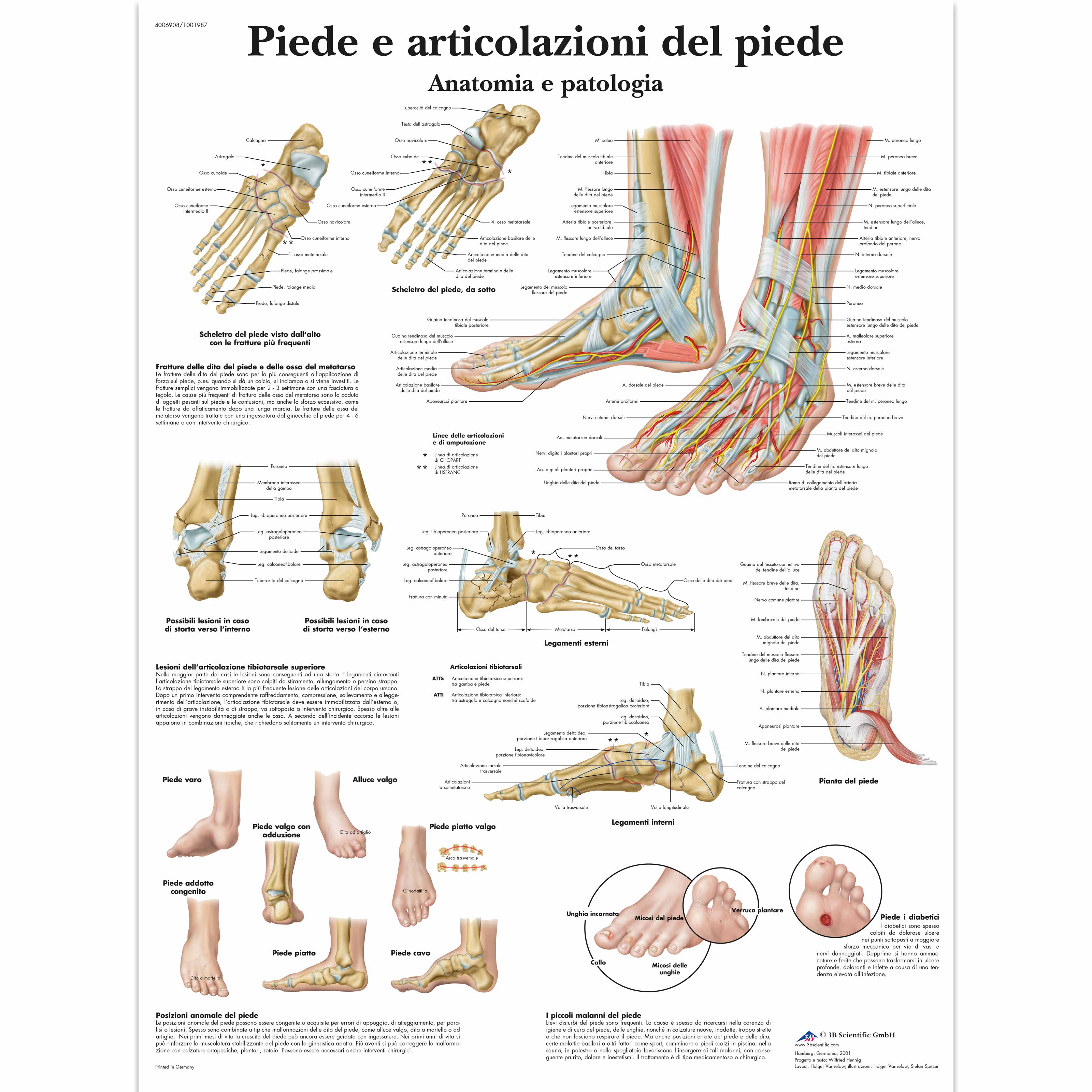 Piede,articolazione del piede