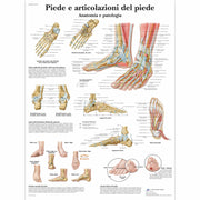 Piede,articolazione del piede