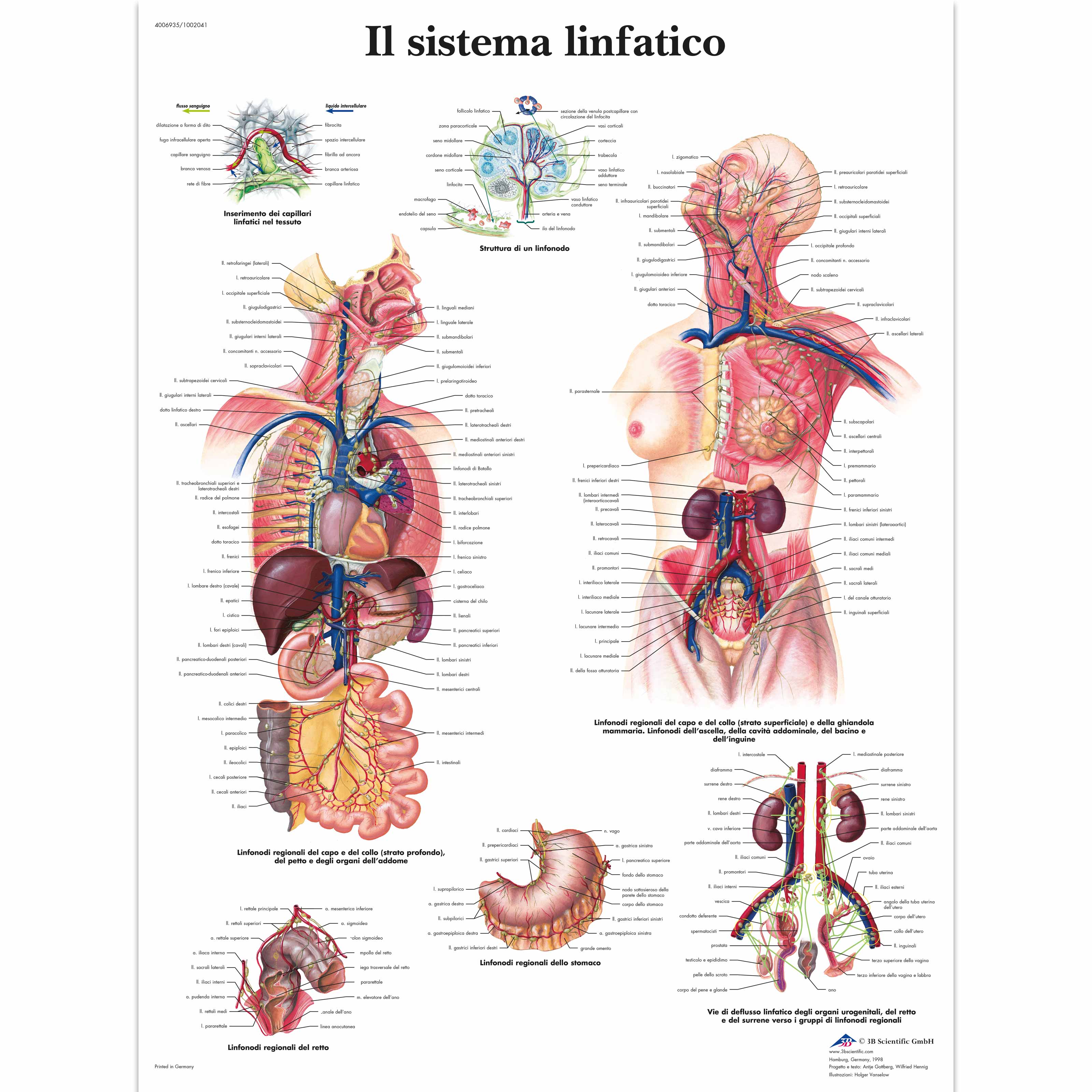 Il sistema linfatico