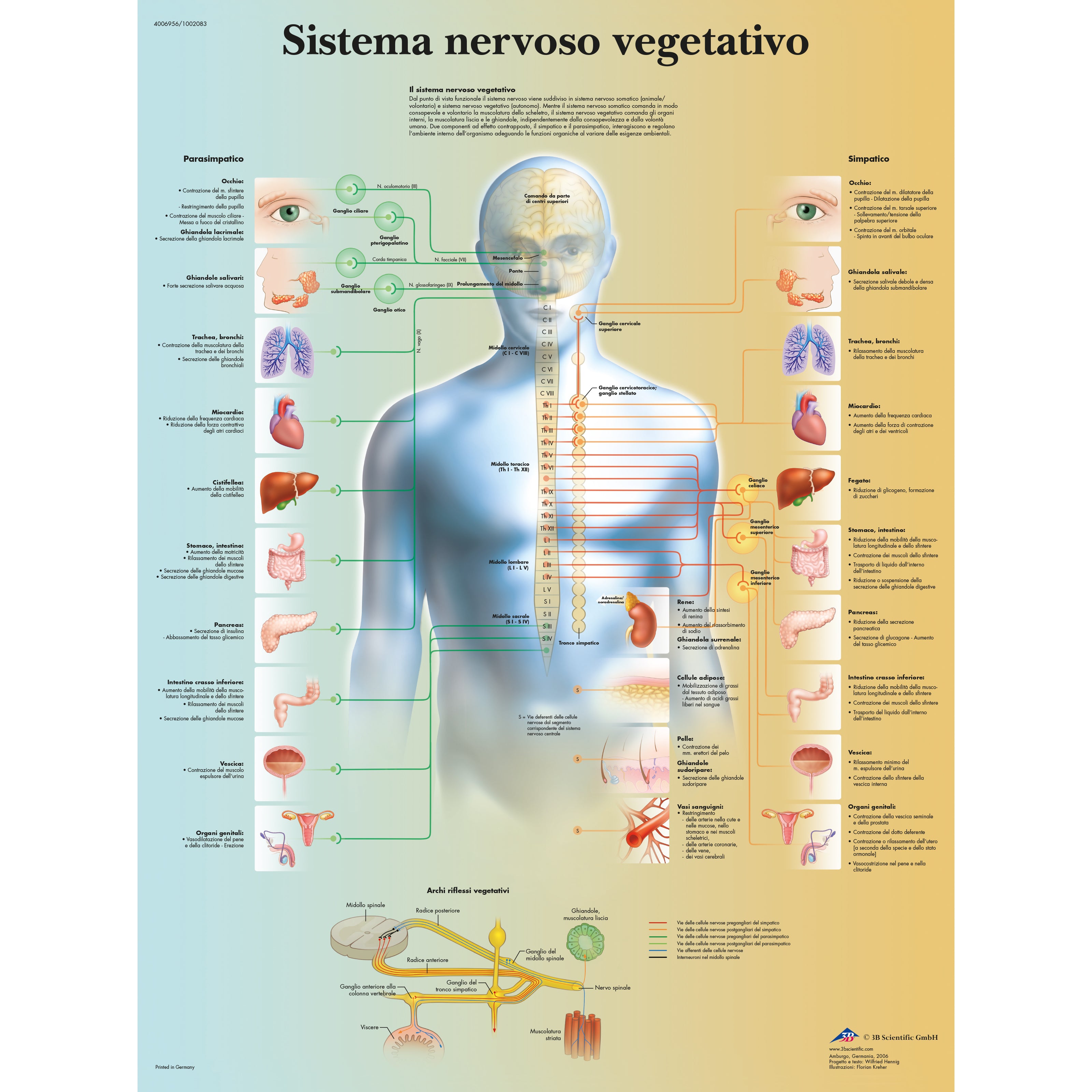 Sistema nervoso vegetativo