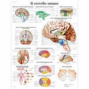 Il cervello umano