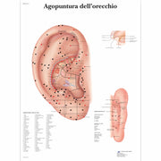 Agopuntura dell'orecchio