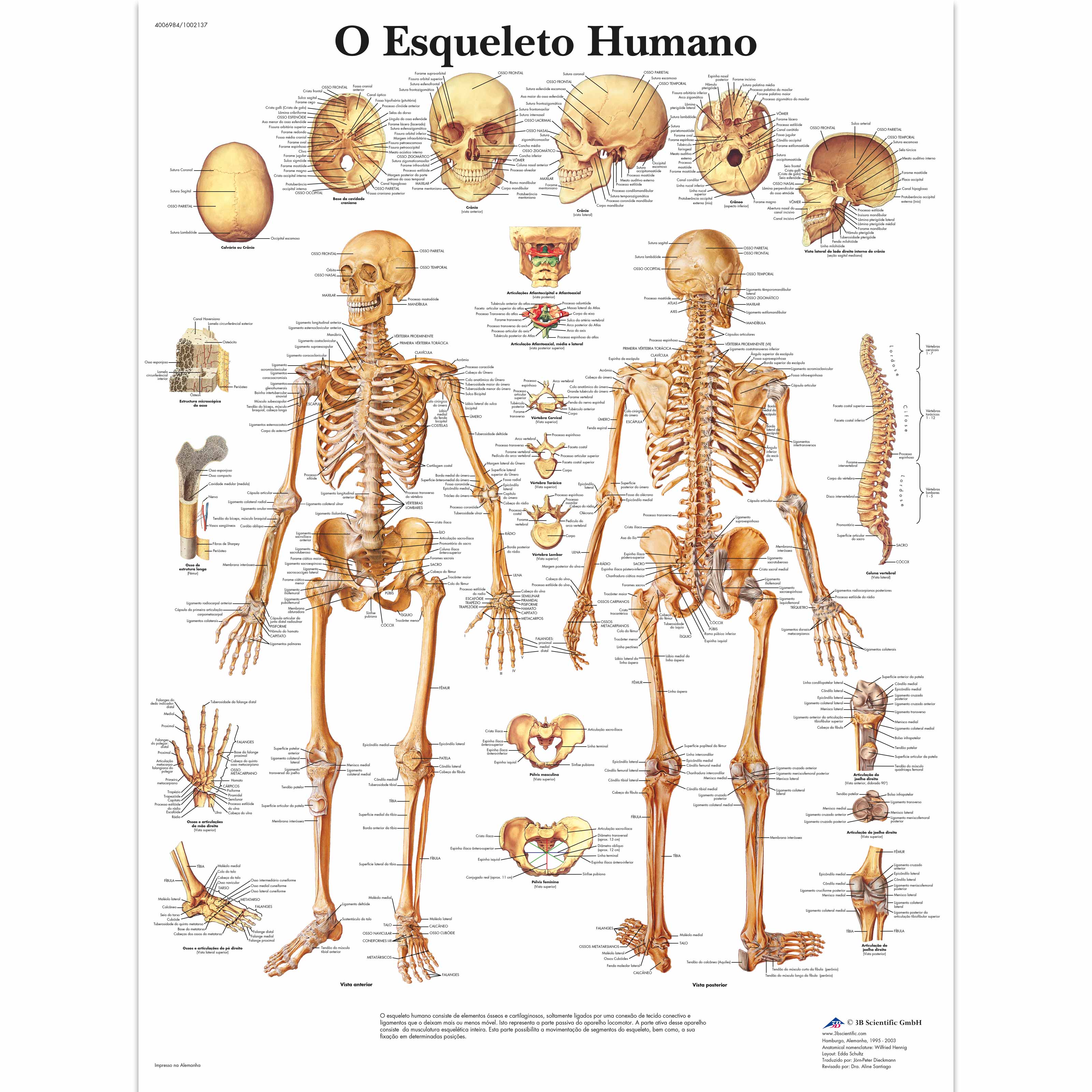 O Esqueleto Humano, 50x67 cm, Laminado