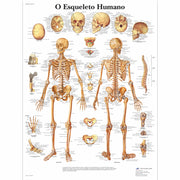 O Esqueleto Humano