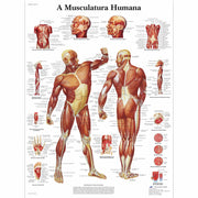 A Musculatura Humana, 50x67 cm, Laminado