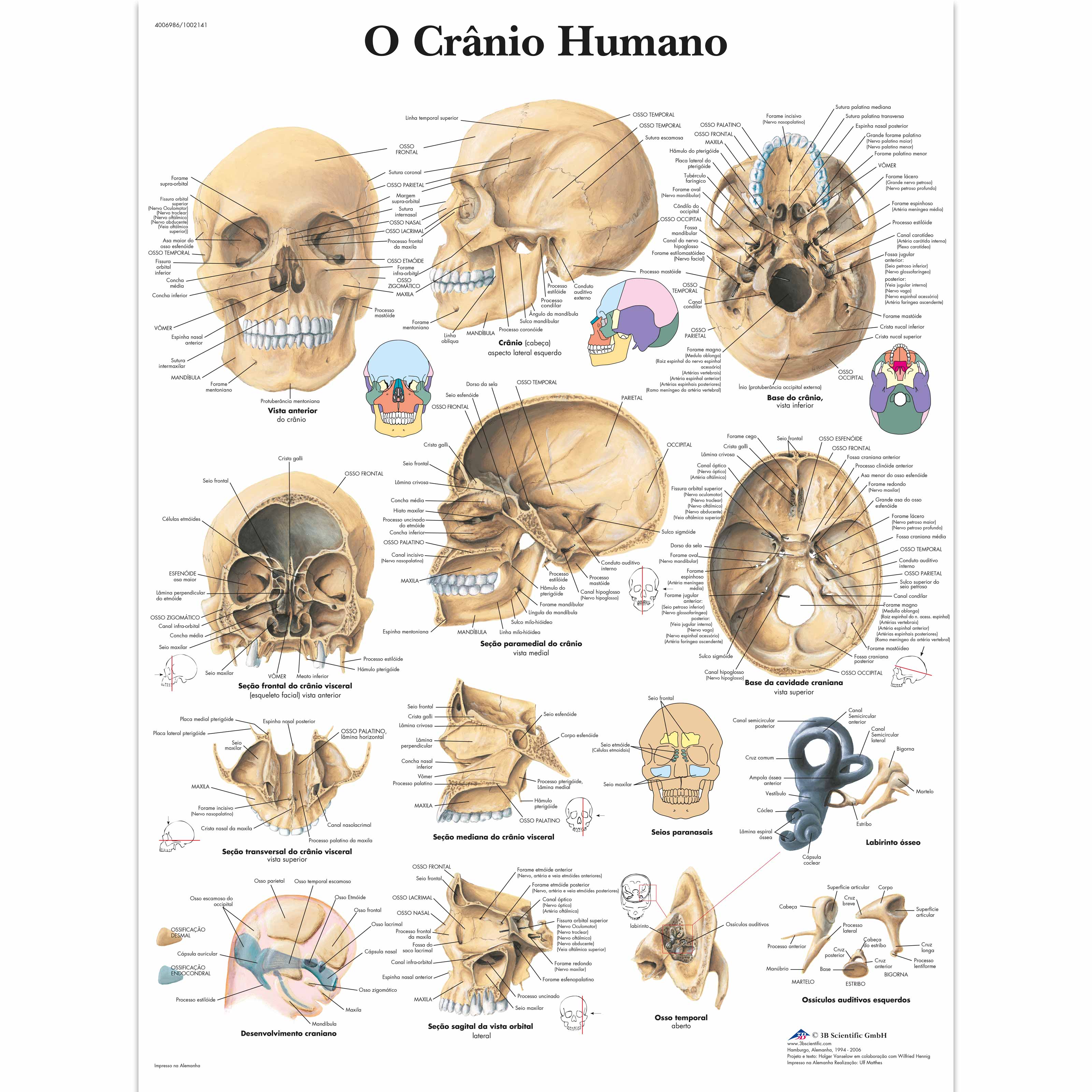 O Crânio Humano, 50x67 cm, Versão Papel
