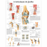 A Articulação do Joelho
