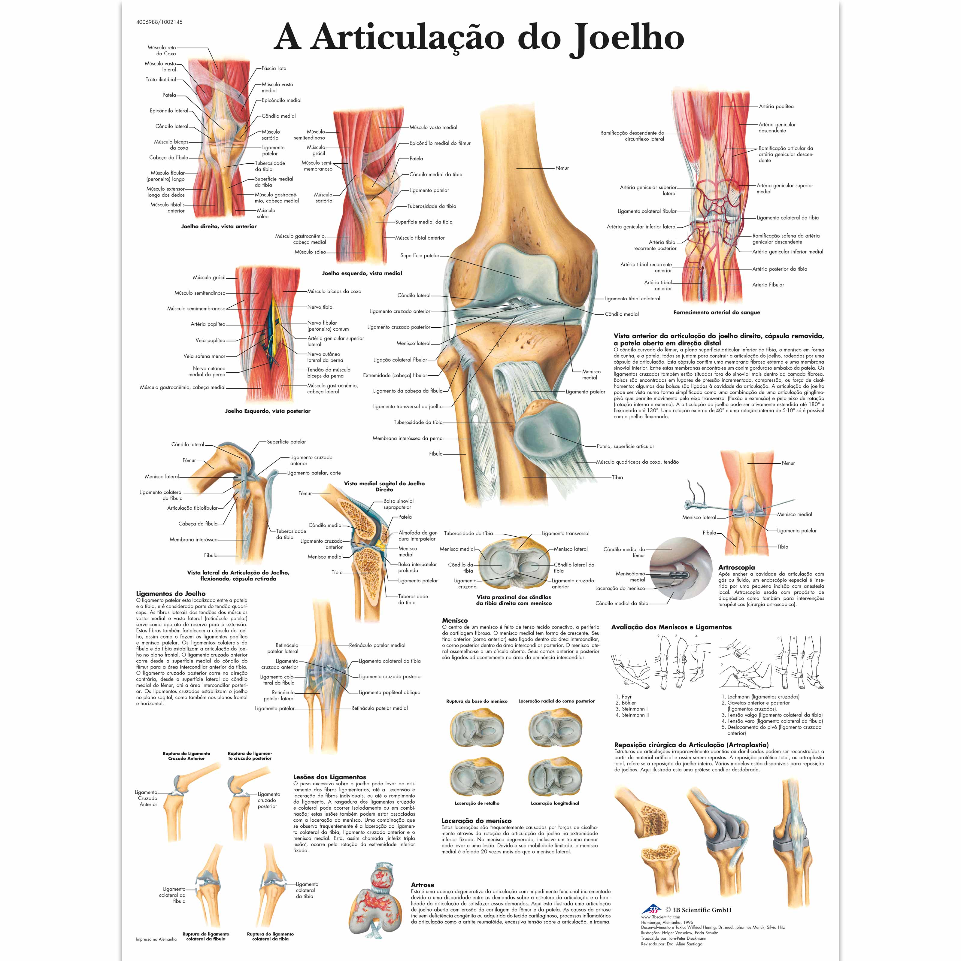 A Articulação do Joelho