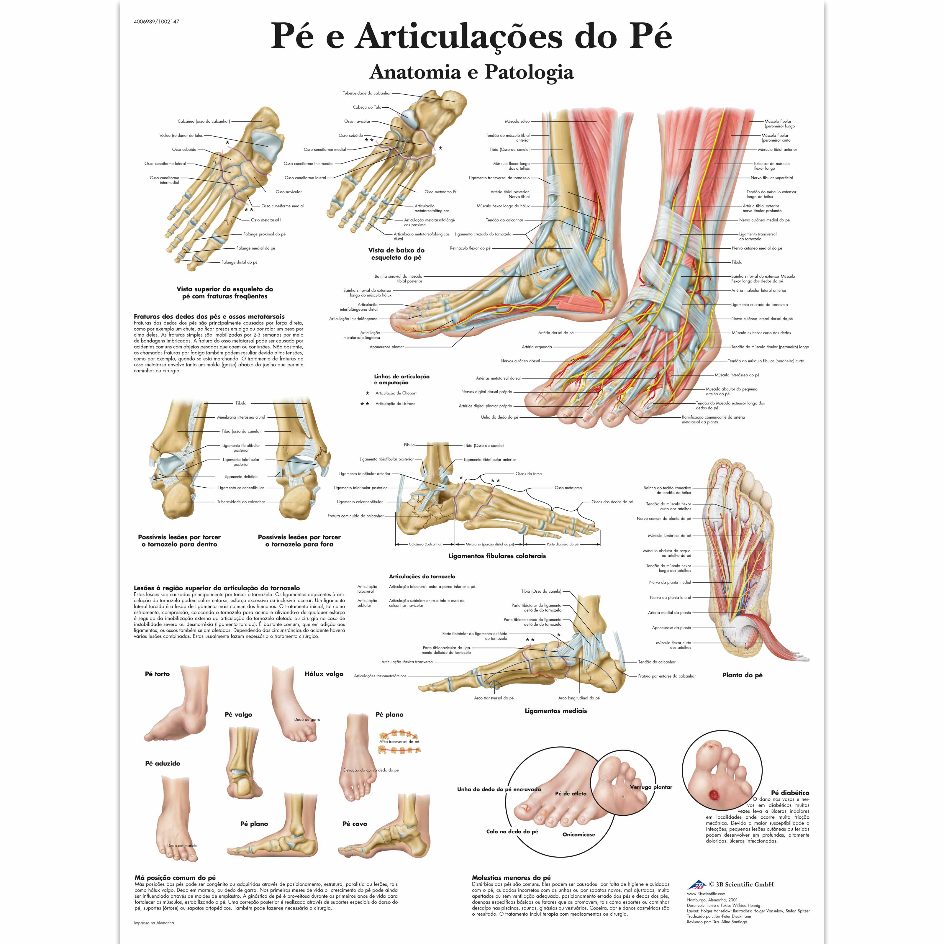 Pé e Articulações do Pé