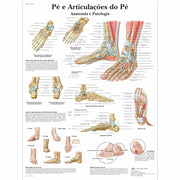 Pé e Articulações do Pé