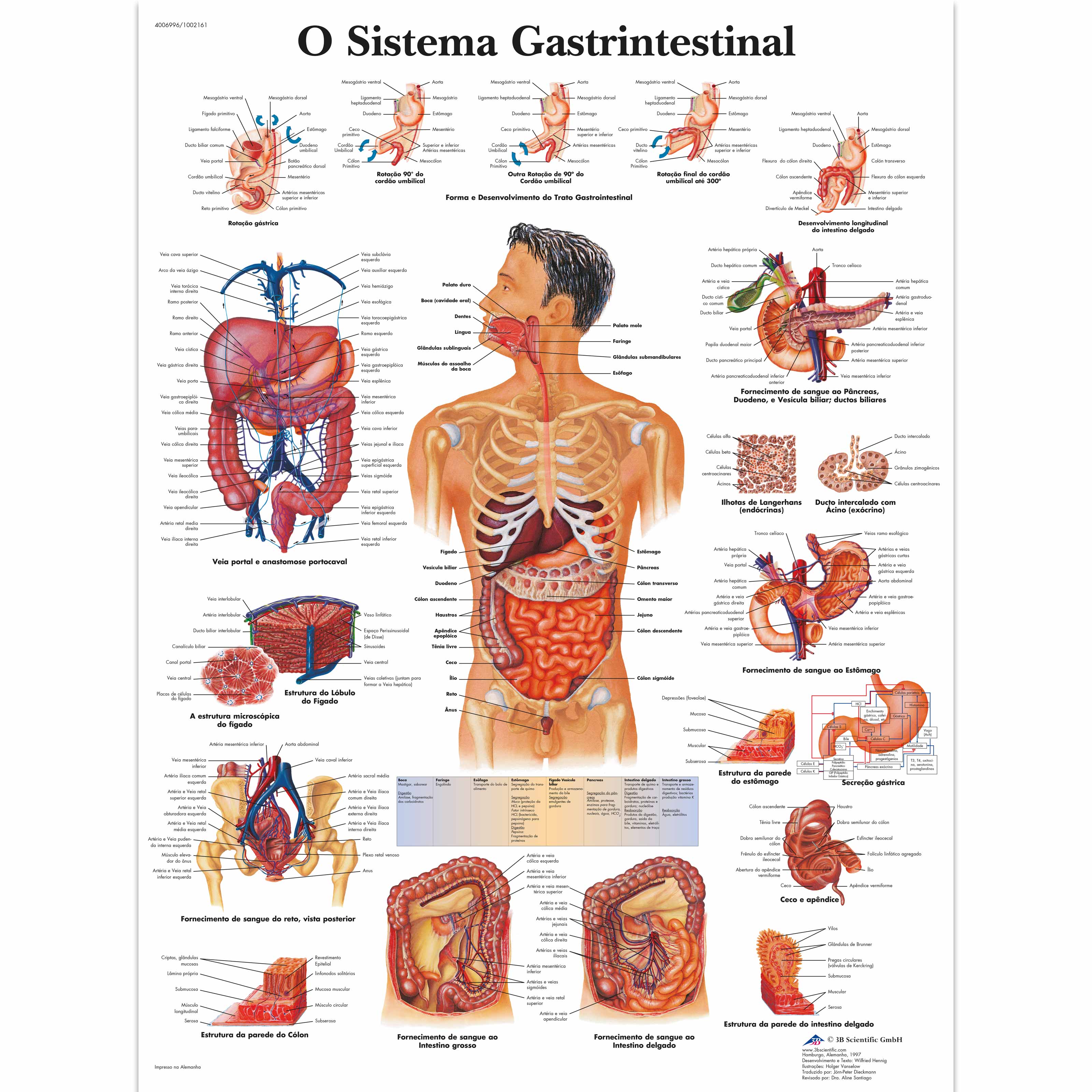 O Sistema Gastrintestinal