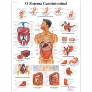 O Sistema Gastrintestinal