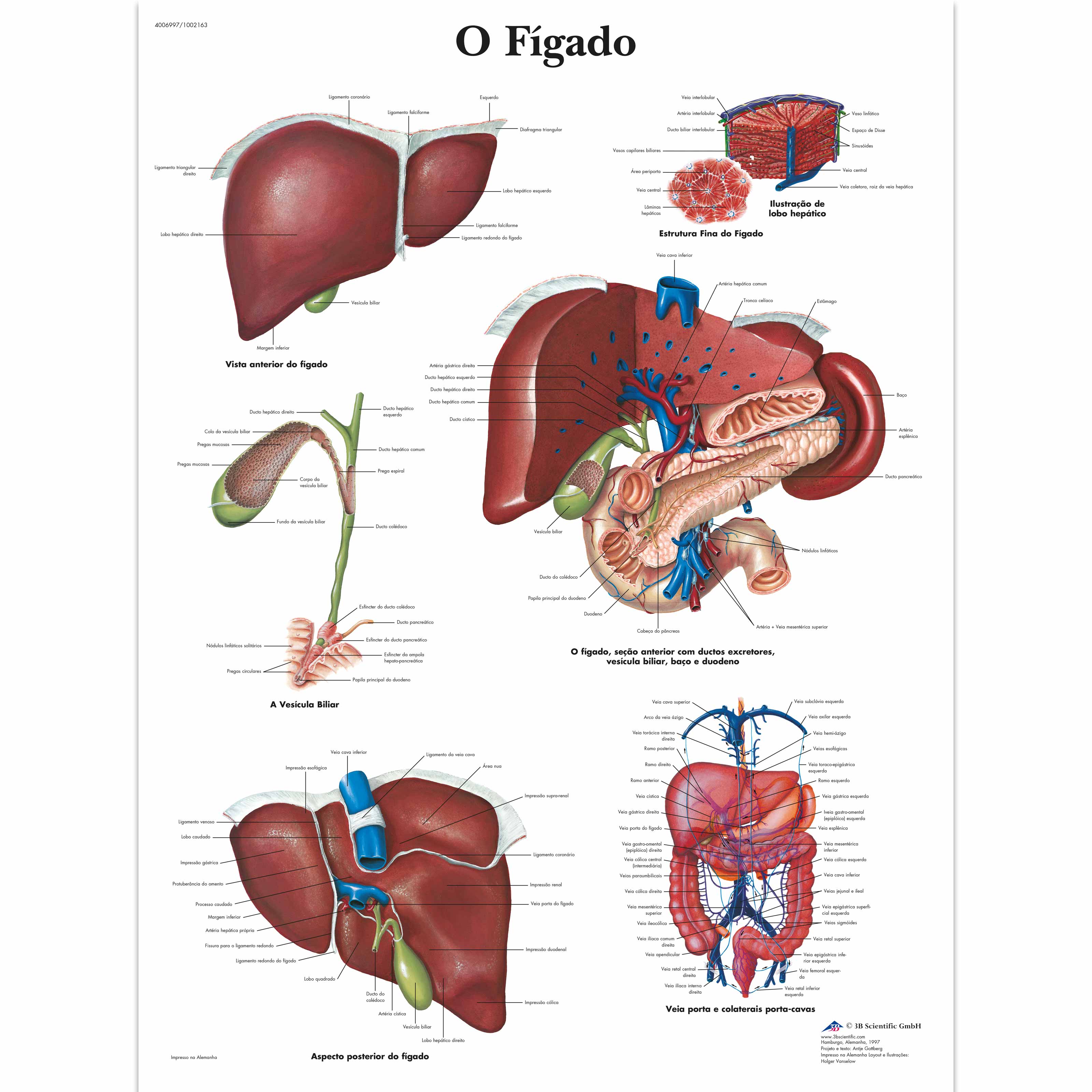 O figado, 50x67 cm, Laminado