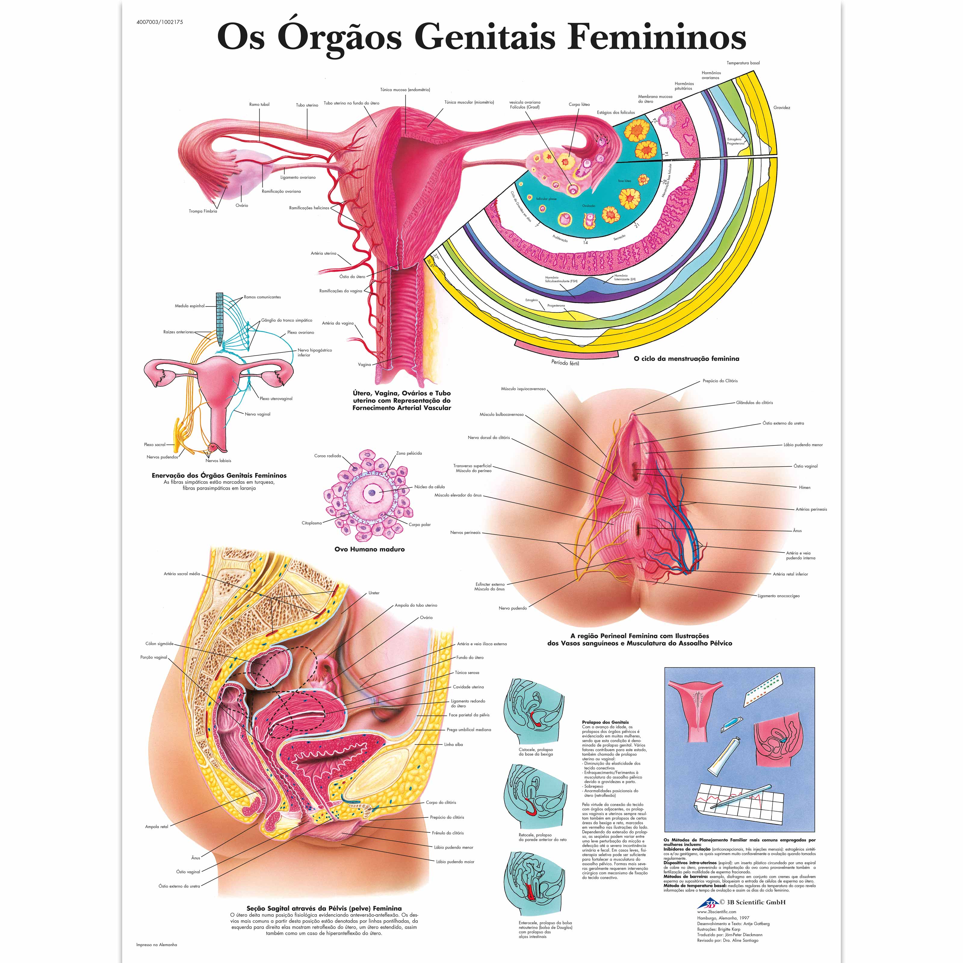 Os órgãos genitais femininos, 50x67 cm, Laminado